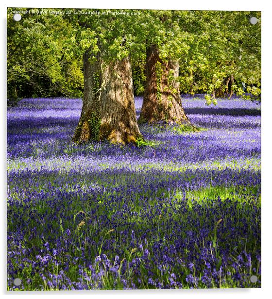 Bluebells in the Forest Acrylic by Dave Massey
