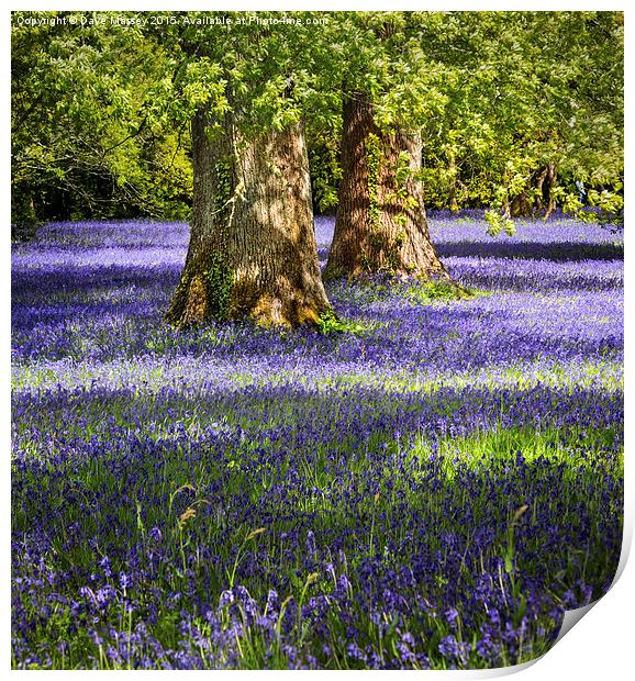 Bluebells in the Forest Print by Dave Massey