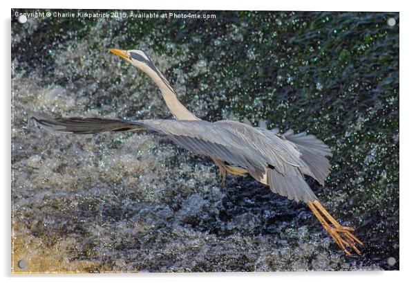  Heron in Flight Acrylic by Charlie Kirkpatrick