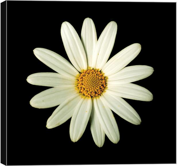 White Daisy on black Canvas Print by Tanya Hall
