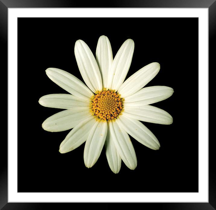 White Daisy on black Framed Mounted Print by Tanya Hall