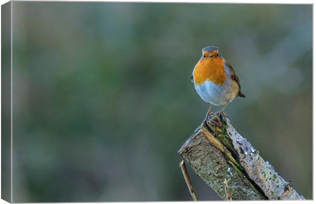  A little Robin Canvas Print by Andrew Richards