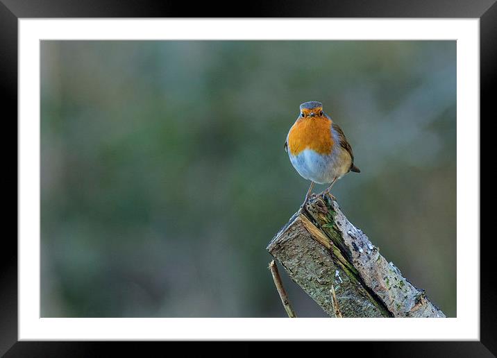  A little Robin Framed Mounted Print by Andrew Richards