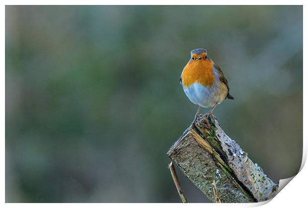 A little Robin Print by Andrew Richards