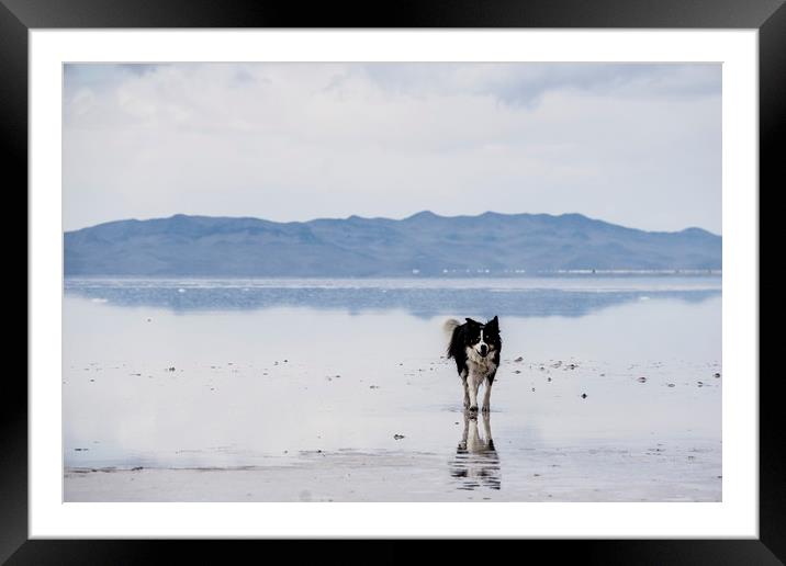  Salty Border Collie Framed Mounted Print by Brent Olson