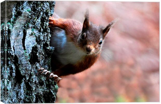  Red squirrel Canvas Print by Macrae Images