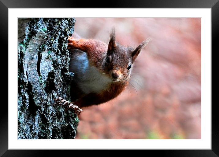  Red squirrel Framed Mounted Print by Macrae Images
