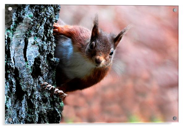  Red squirrel Acrylic by Macrae Images
