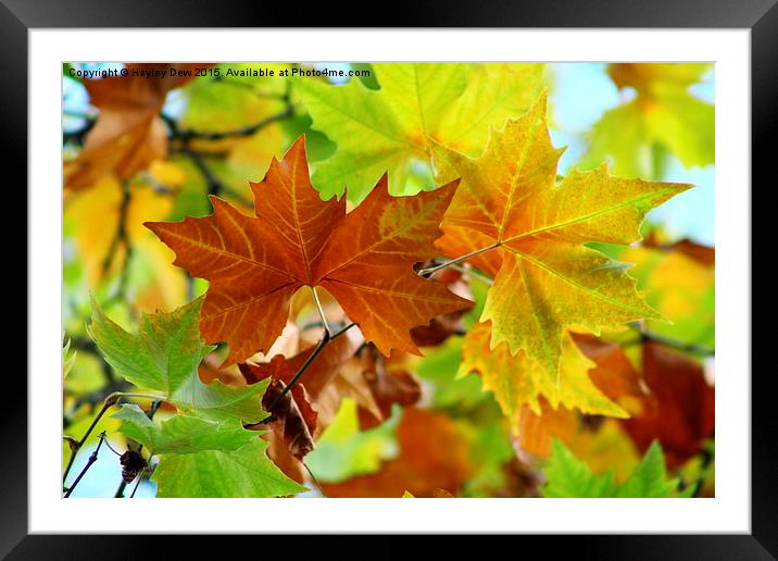  An autumn day  Framed Mounted Print by Hayley Dew