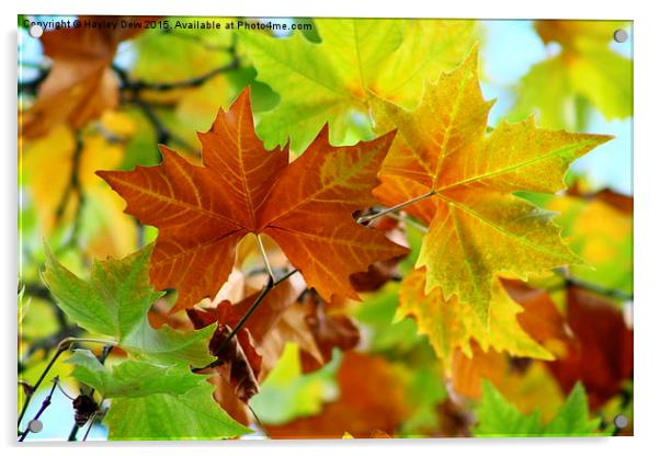  An autumn day  Acrylic by Hayley Dew