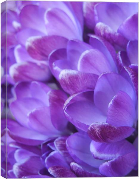 violet crocuses Canvas Print by Heather Newton