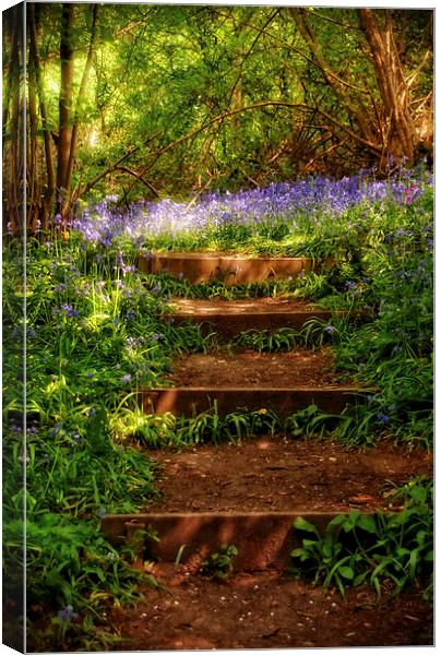 Bluebell Woods in Spring Sunshine Canvas Print by Scott Anderson