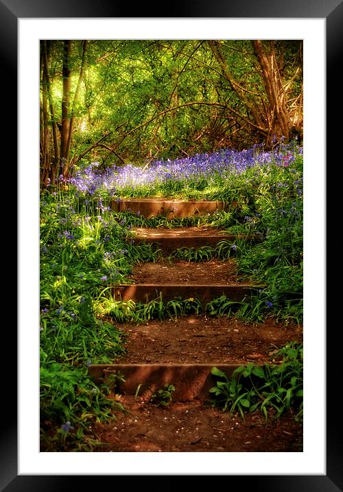 Bluebell Woods in Spring Sunshine Framed Mounted Print by Scott Anderson