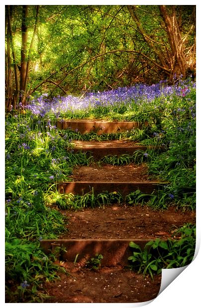 Bluebell Woods in Spring Sunshine Print by Scott Anderson