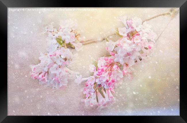  Blossom in the snow Framed Print by Fine art by Rina