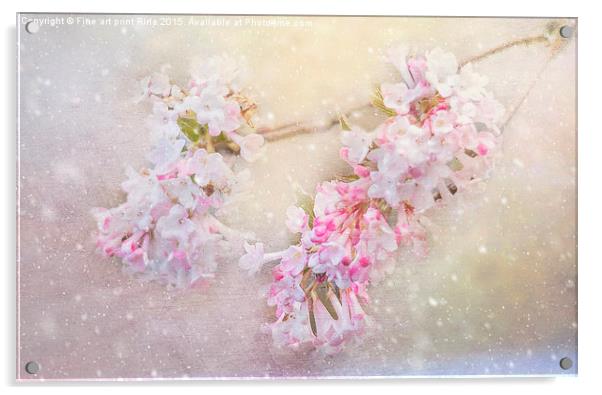  Blossom in the snow Acrylic by Fine art by Rina