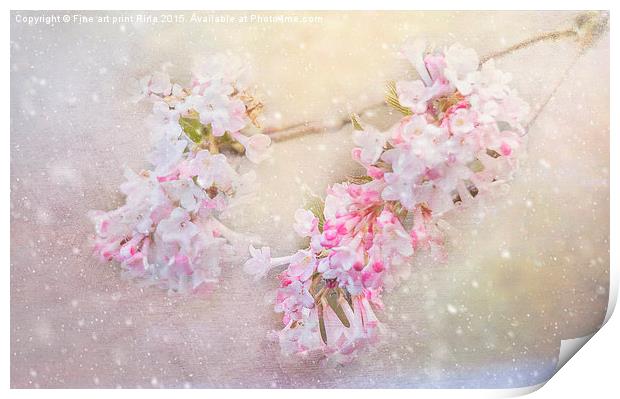  Blossom in the snow Print by Fine art by Rina