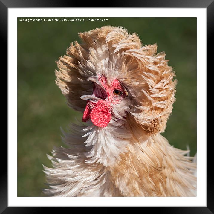  Polish Chicken Framed Mounted Print by Alan Tunnicliffe