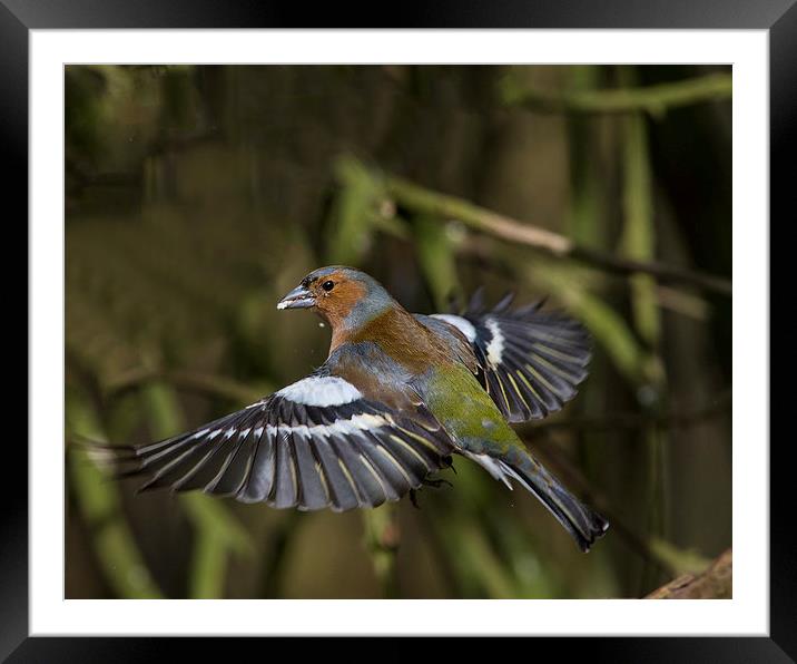  Male Chaffinch Framed Mounted Print by Don Davis