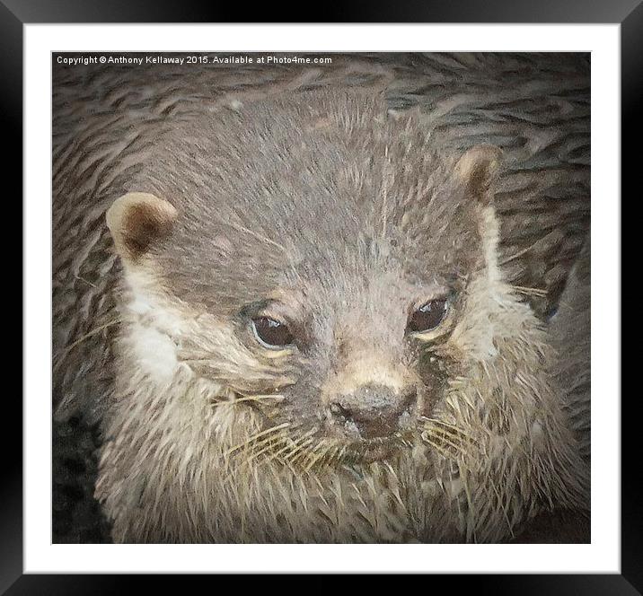 OTTER CUB Framed Mounted Print by Anthony Kellaway