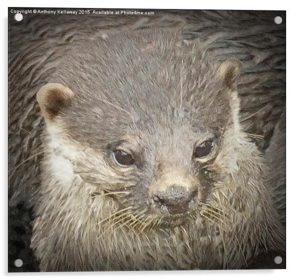  OTTER CUB Acrylic by Anthony Kellaway