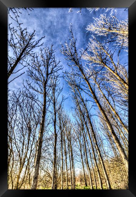 Reaching For The Sky Framed Print by David Pyatt