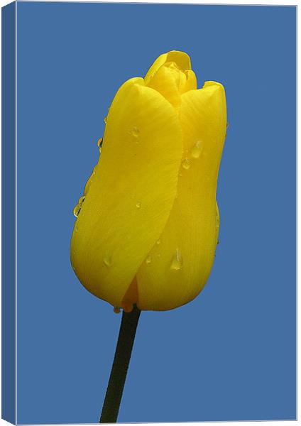 YELLOW TULIP Canvas Print by Ray Bacon LRPS CPAGB