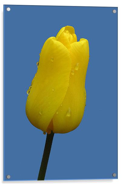 YELLOW TULIP Acrylic by Ray Bacon LRPS CPAGB