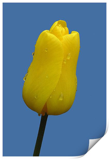 YELLOW TULIP Print by Ray Bacon LRPS CPAGB