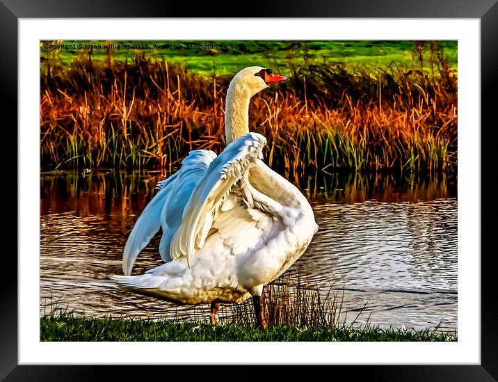 Swan in warm Sunlight.  Framed Mounted Print by Jason Williams