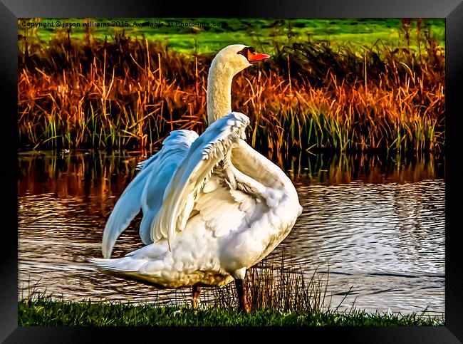 Swan in warm Sunlight.  Framed Print by Jason Williams