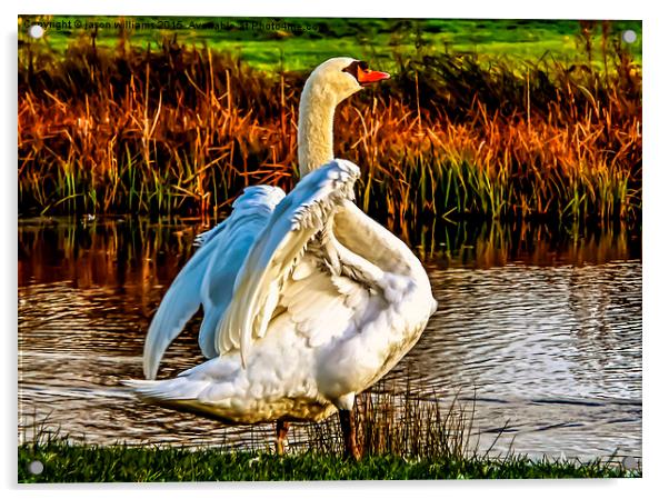 Swan in warm Sunlight.  Acrylic by Jason Williams