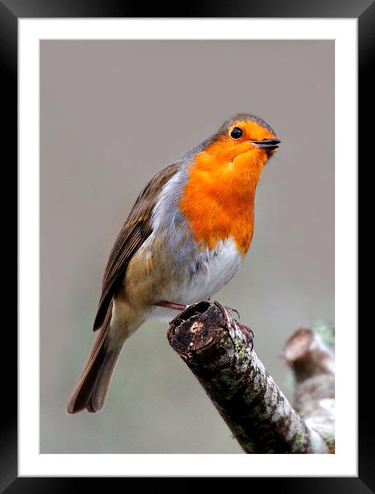   Robin Framed Mounted Print by Macrae Images