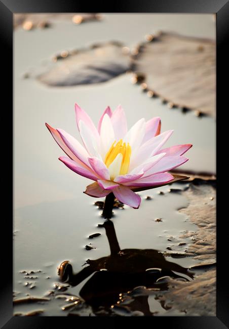 Pink Lotus flower (water lily) Framed Print by Brent Olson