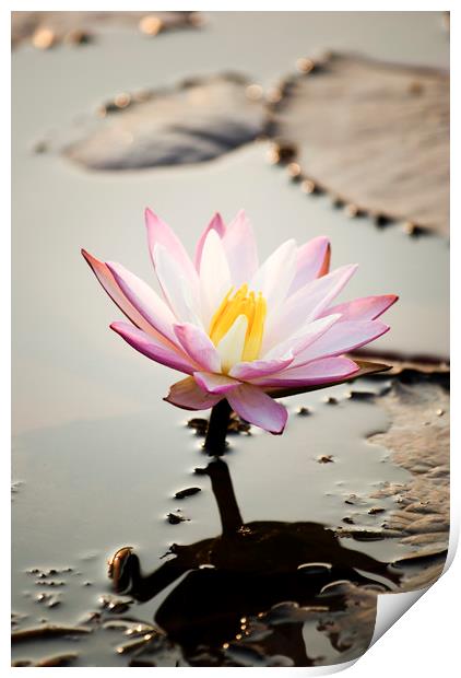 Pink Lotus flower (water lily) Print by Brent Olson