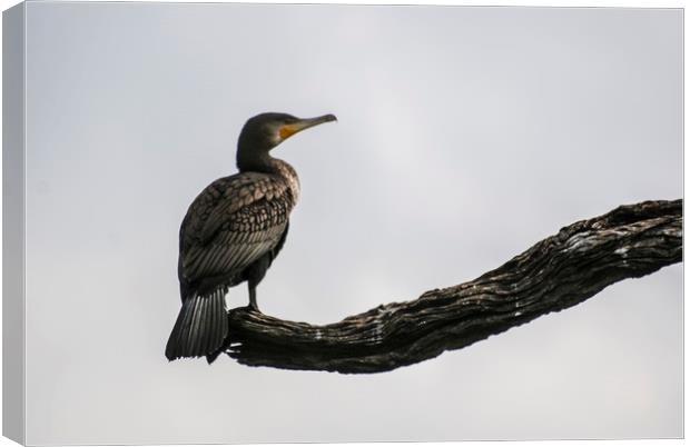 A cormorant perched on a branch Canvas Print by Brent Olson
