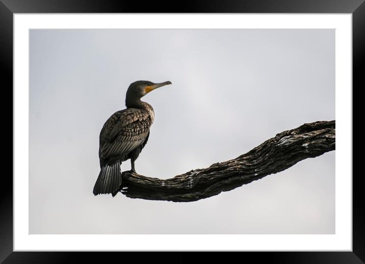 A cormorant perched on a branch Framed Mounted Print by Brent Olson