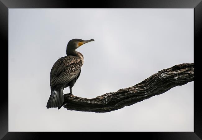 A cormorant perched on a branch Framed Print by Brent Olson