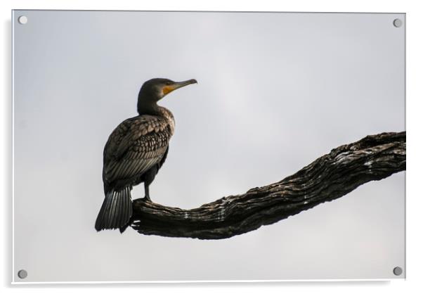 A cormorant perched on a branch Acrylic by Brent Olson