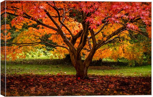  Autumn Colour Canvas Print by Carolyn Eaton