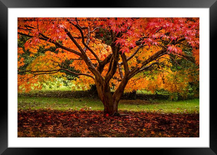  Autumn Colour Framed Mounted Print by Carolyn Eaton