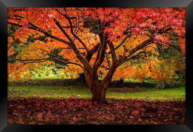  Autumn Colour Framed Print by Carolyn Eaton