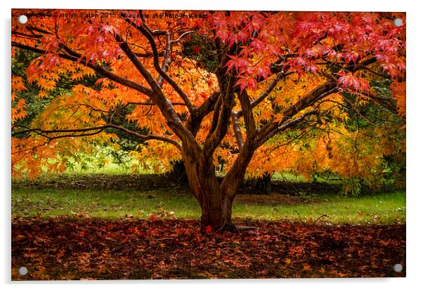  Autumn Colour Acrylic by Carolyn Eaton