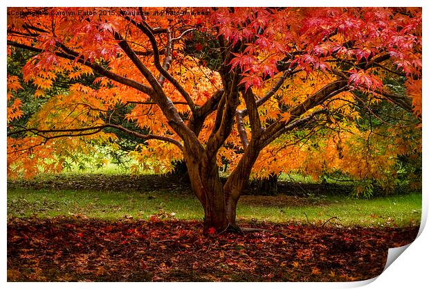  Autumn Colour Print by Carolyn Eaton