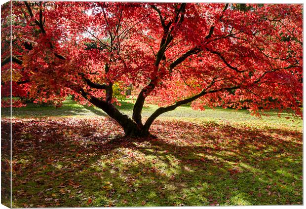  Red Autumn Acer Tree Canvas Print by Carolyn Eaton
