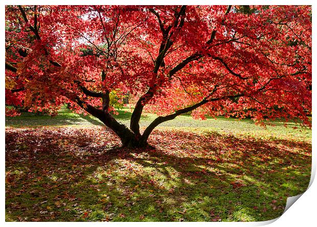  Red Autumn Acer Tree Print by Carolyn Eaton