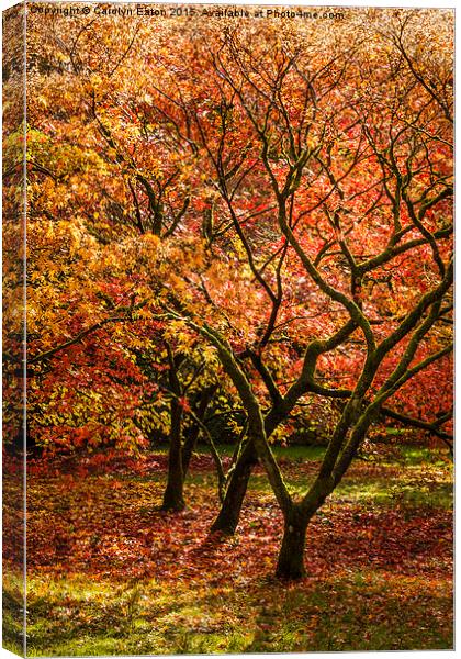  Magical Autumn Trees Canvas Print by Carolyn Eaton