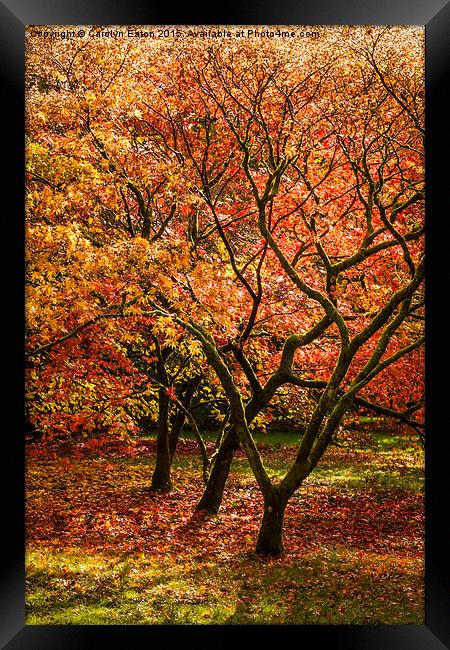  Magical Autumn Trees Framed Print by Carolyn Eaton