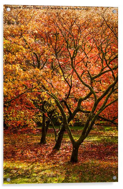  Magical Autumn Trees Acrylic by Carolyn Eaton