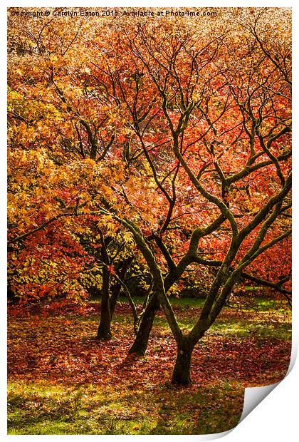  Magical Autumn Trees Print by Carolyn Eaton